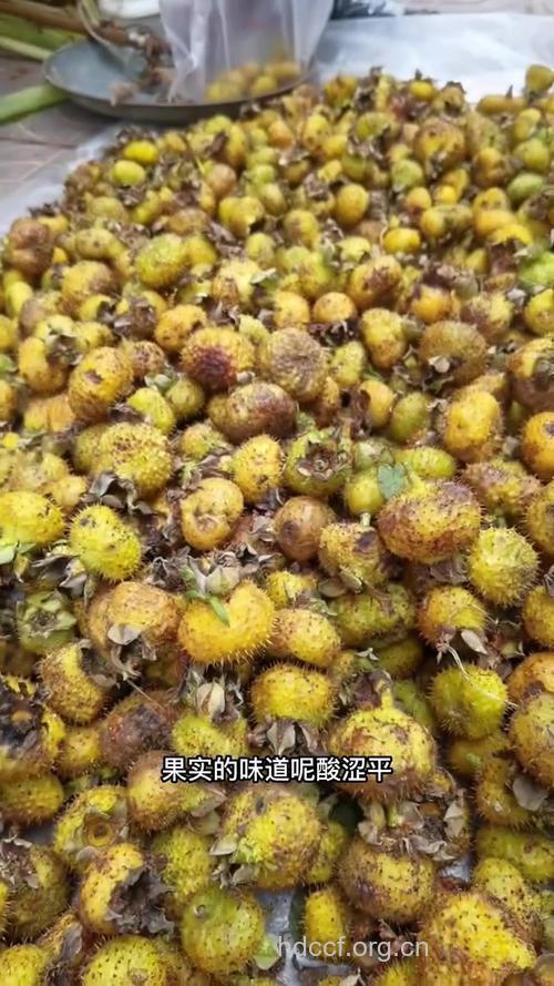 刺石榴的功效与作用