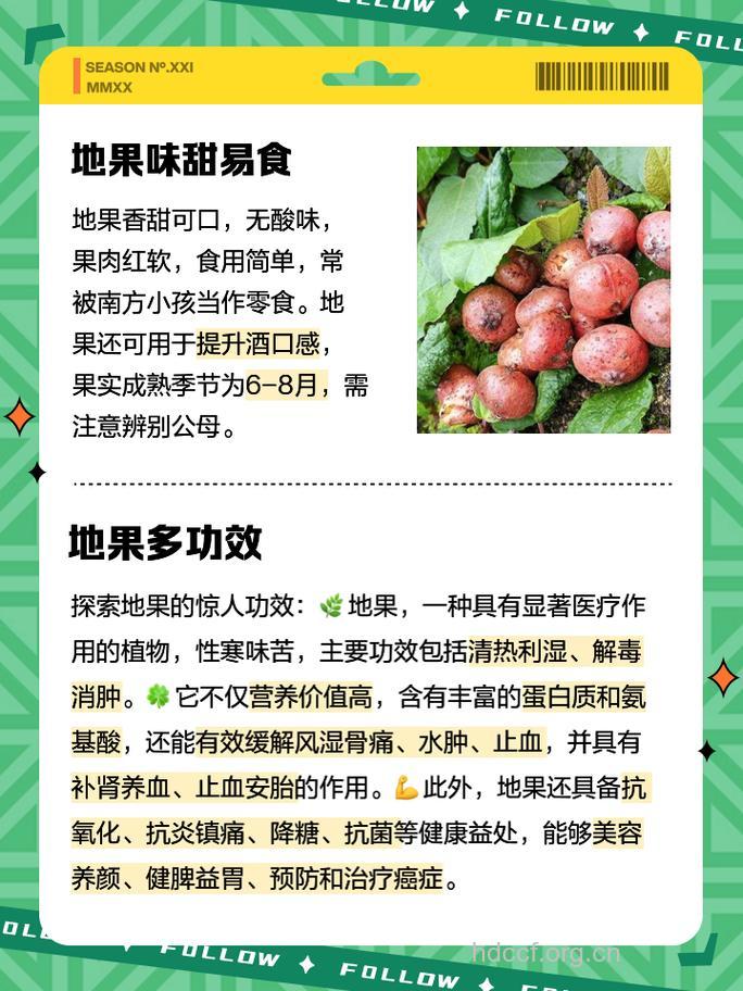 地瓜果的功效与作用