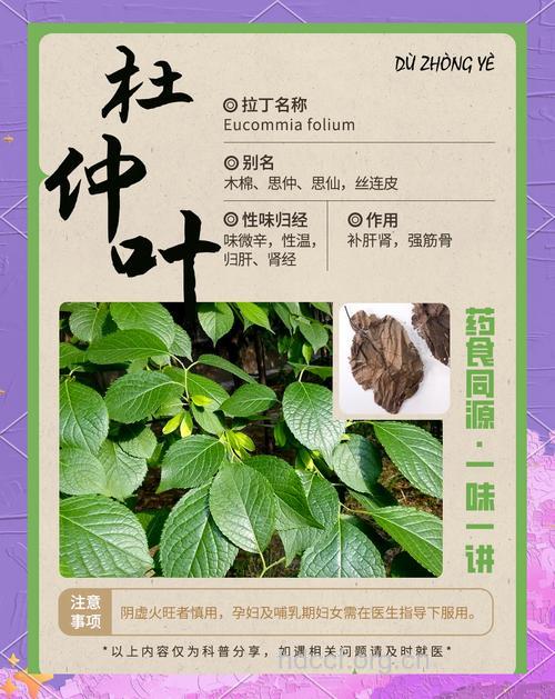 杜仲叶的功效与作用