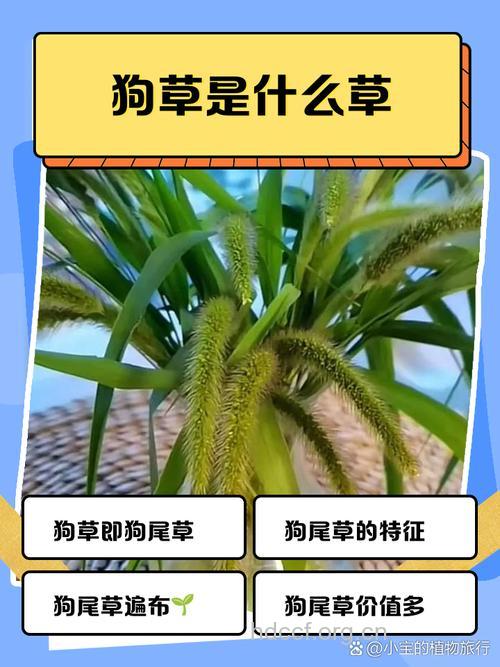 狗毛草的功效与作用