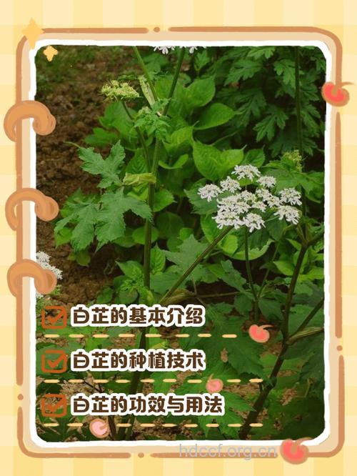 滇白芷果的功效与作用