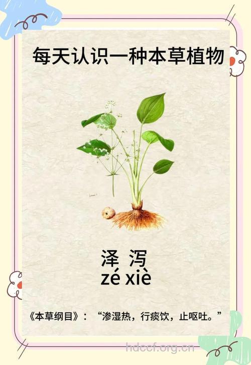 草泽泻的功效与作用