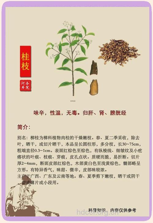 桂树根的功效与作用