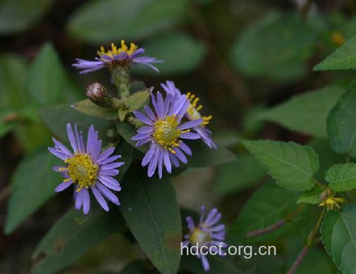 单头紫菀根的功效与作用