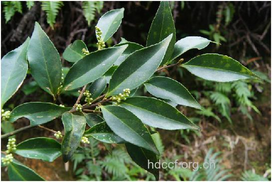 刀灰树的功效与作用