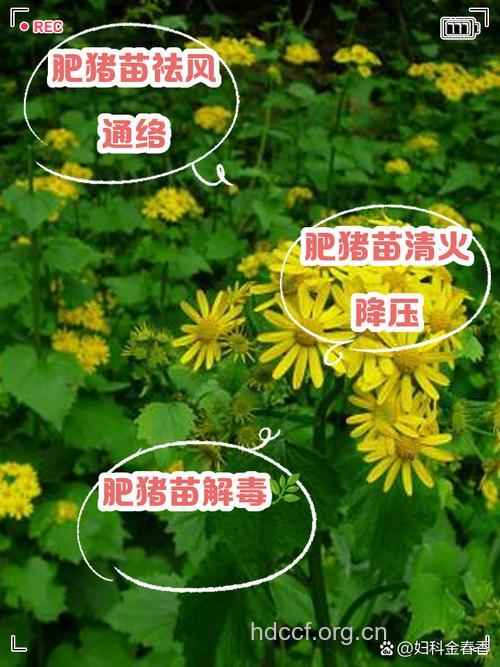 肥猪苗的功效与作用
