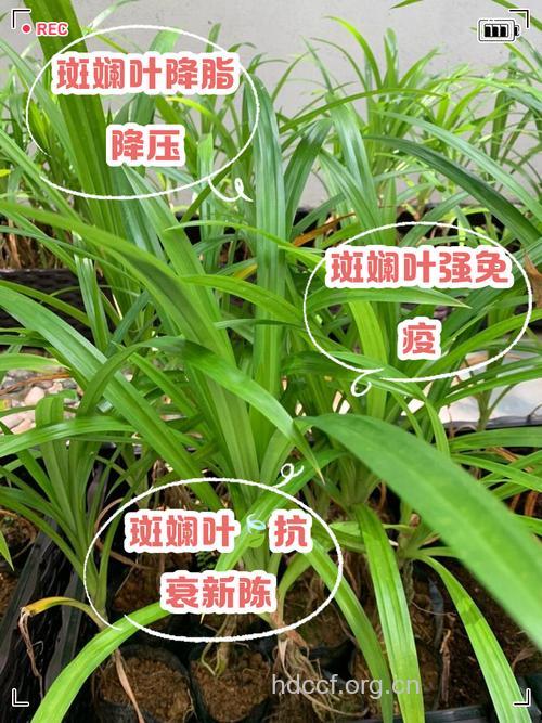 花斑叶的功效与作用