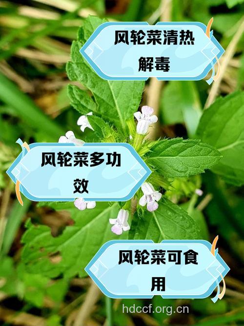 风轮菜的功效与作用