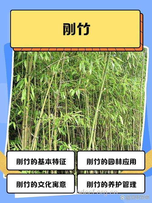 刚竹的功效与作用