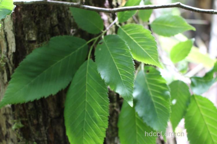 多脉鹅耳枥的功效与作用