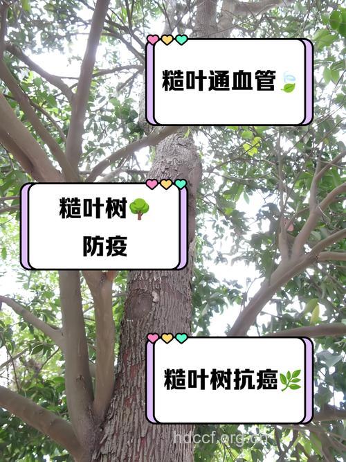 糙叶树的功效与作用
