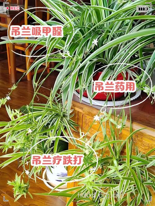 吊兰的功效与作用