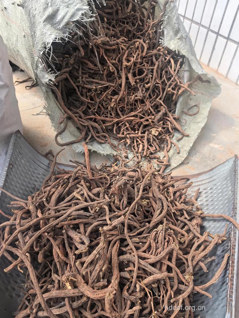 红丹参的功效与作用