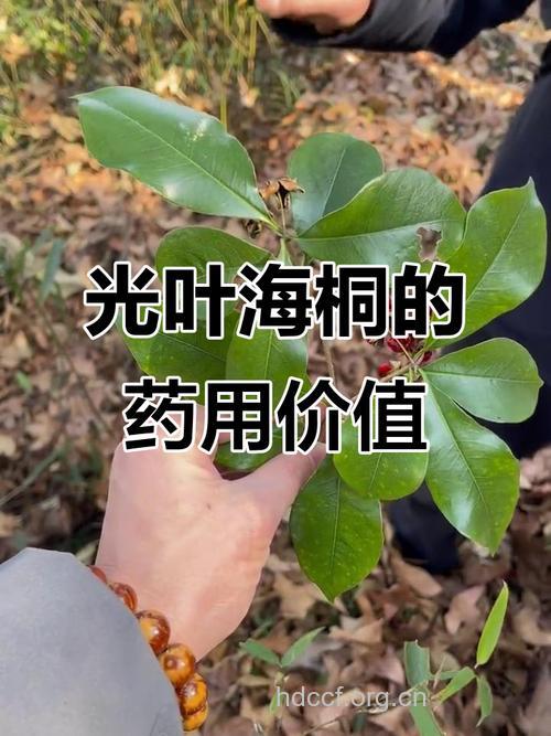 光叶海桐叶的功效与作用