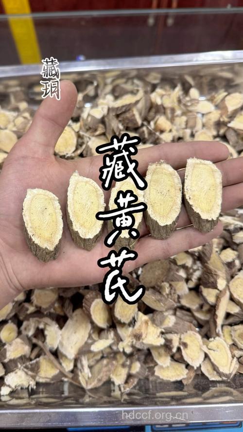 藏绵芪的功效与作用