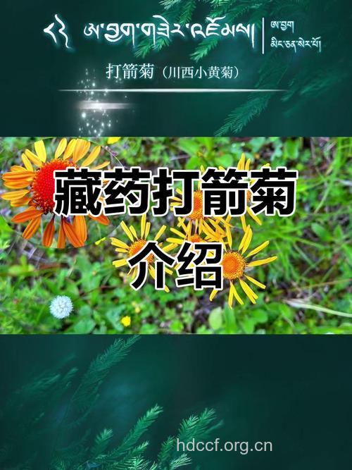 打箭菊的功效与作用