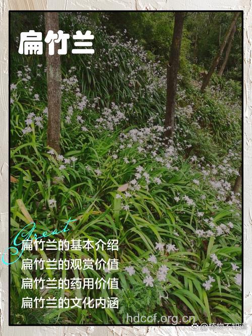 大扁竹兰的功效与作用
