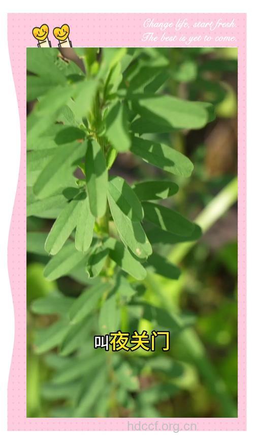 大夜关门根的功效与作用