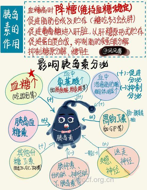 胰岛素简介 胰岛素副作用