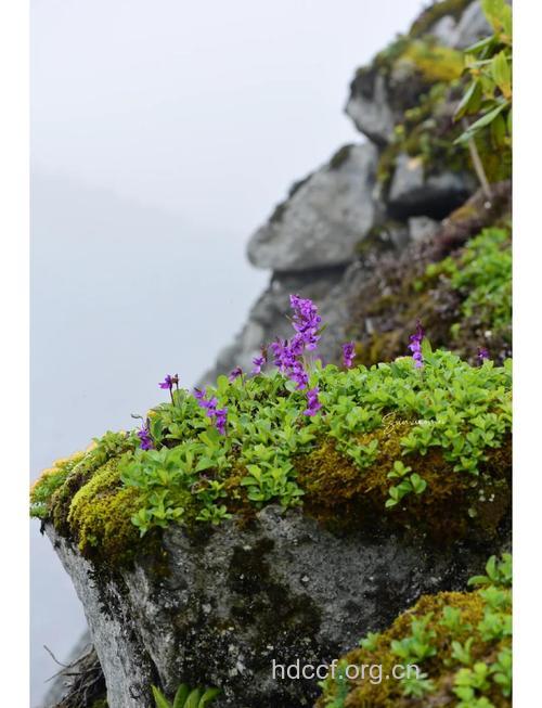 红门兰的功效与作用