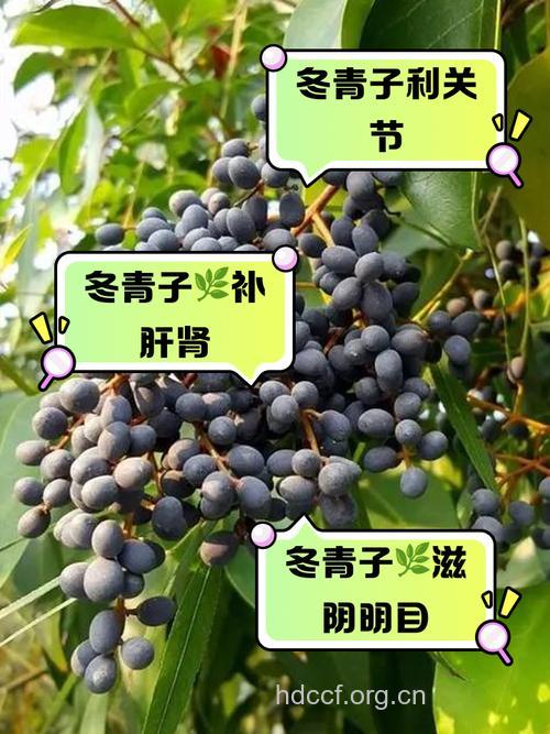 冬青子的功效与作用