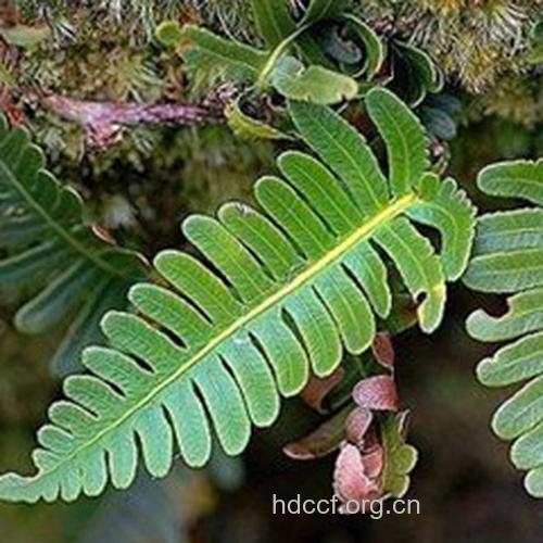 苍条鱼鳖的功效与作用