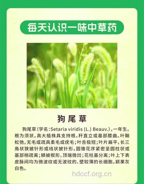 狗尾草的功效与作用