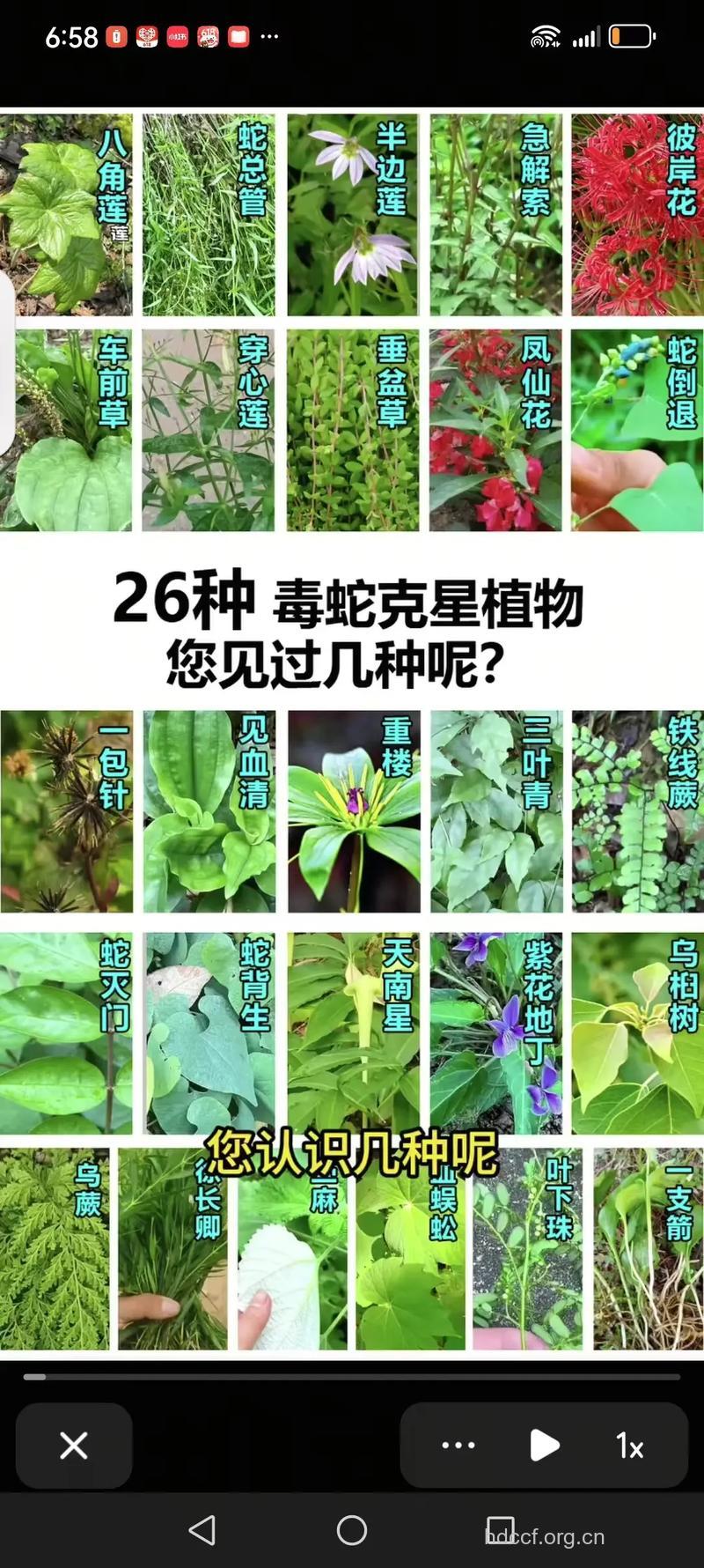 大蛇药的功效与作用