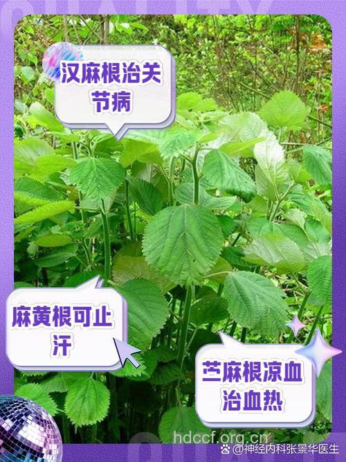 冬里麻根的功效与作用