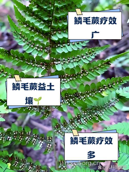 大鳞毛蕨的功效与作用