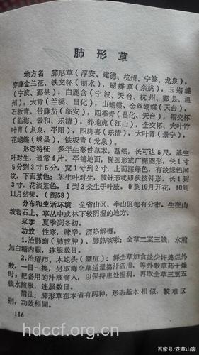 肺形草的功效与作用