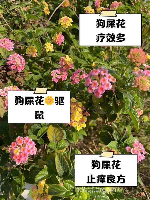 狗屎花的功效与作用