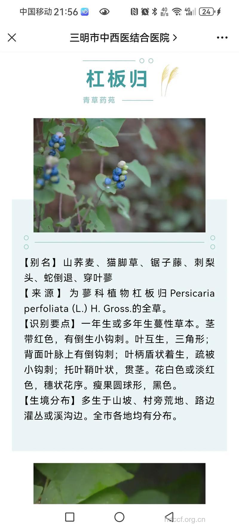 杠木的功效与作用