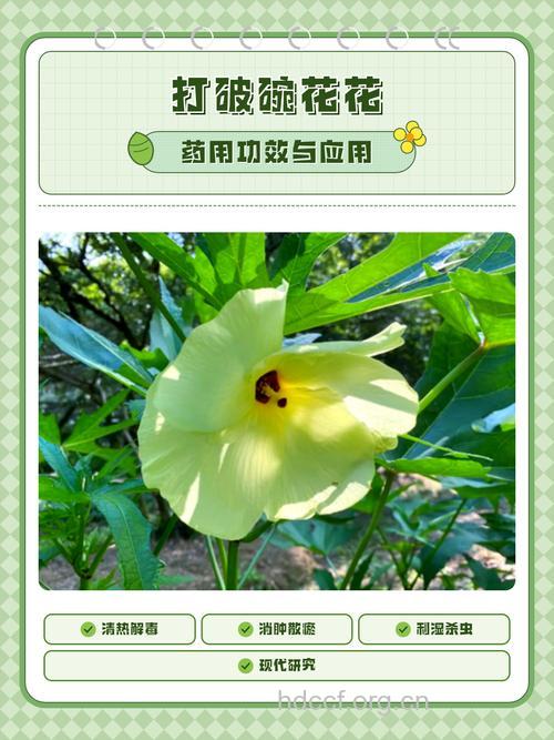 打破碗花花的功效与作用