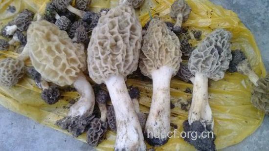 粗腿羊肚菜的功效与作用