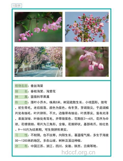 垂丝海棠的功效与作用