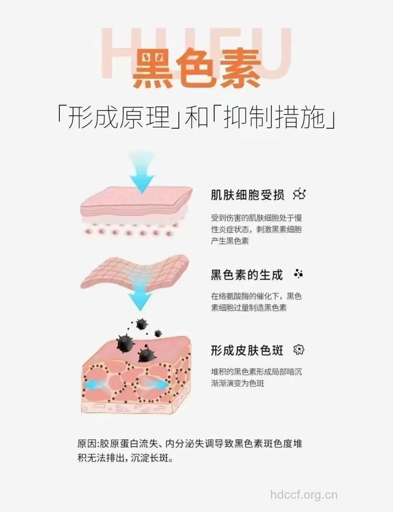 黑色素是如何进行调节的