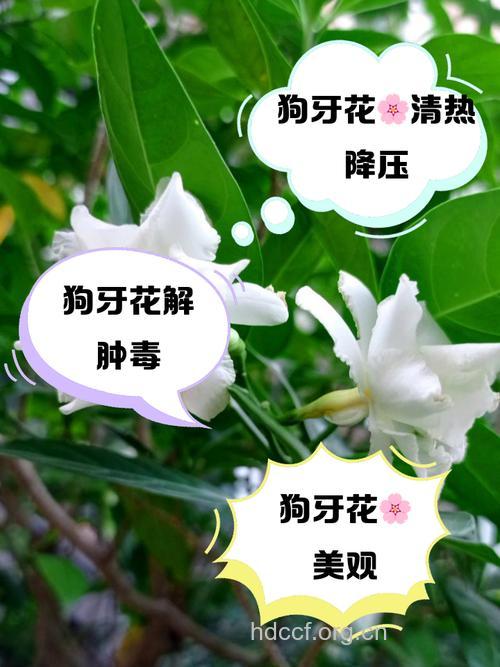 广西狗牙花的功效与作用