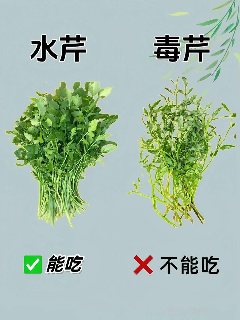 毒芹的功效与作用