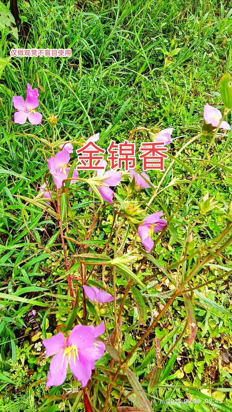 大叶金锦香的功效与作用