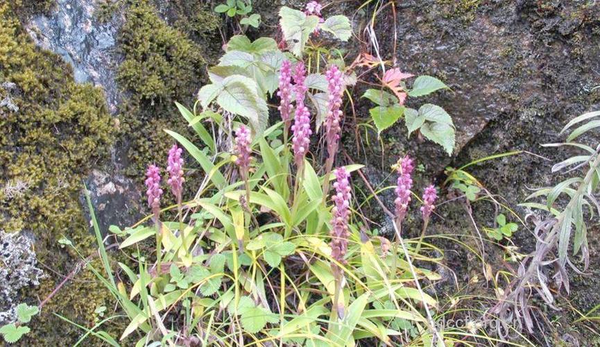 长距鸟足兰的功效与作用