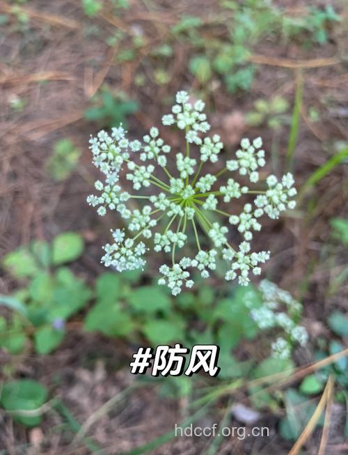 防风花的功效与作用