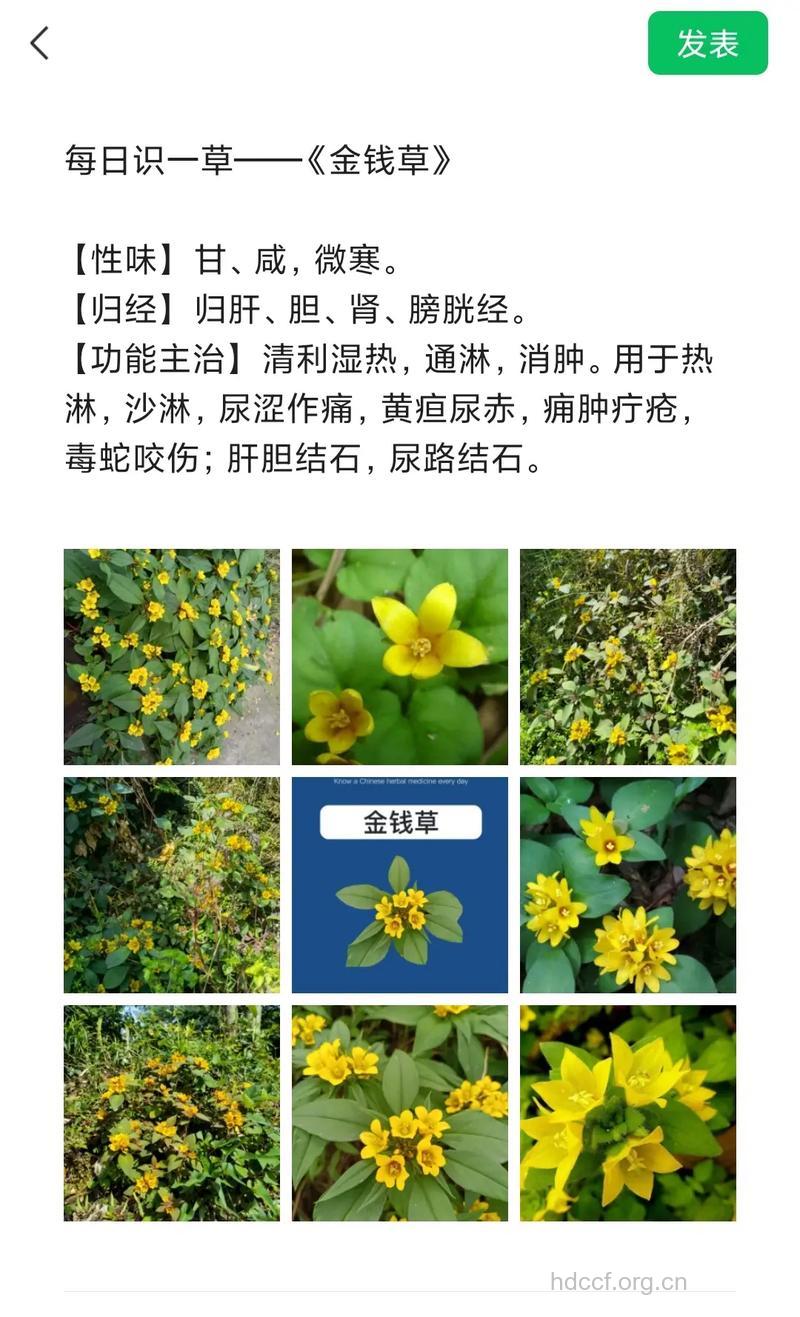 点腺过路黄的功效与作用