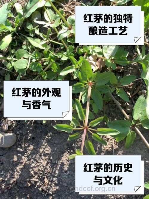 红毛草的功效与作用
