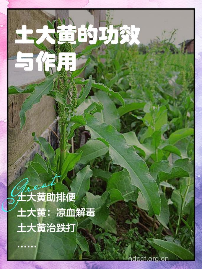 川滇大黄土的功效与作用