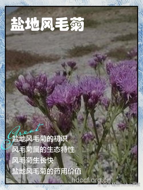 风毛菊的功效与作用