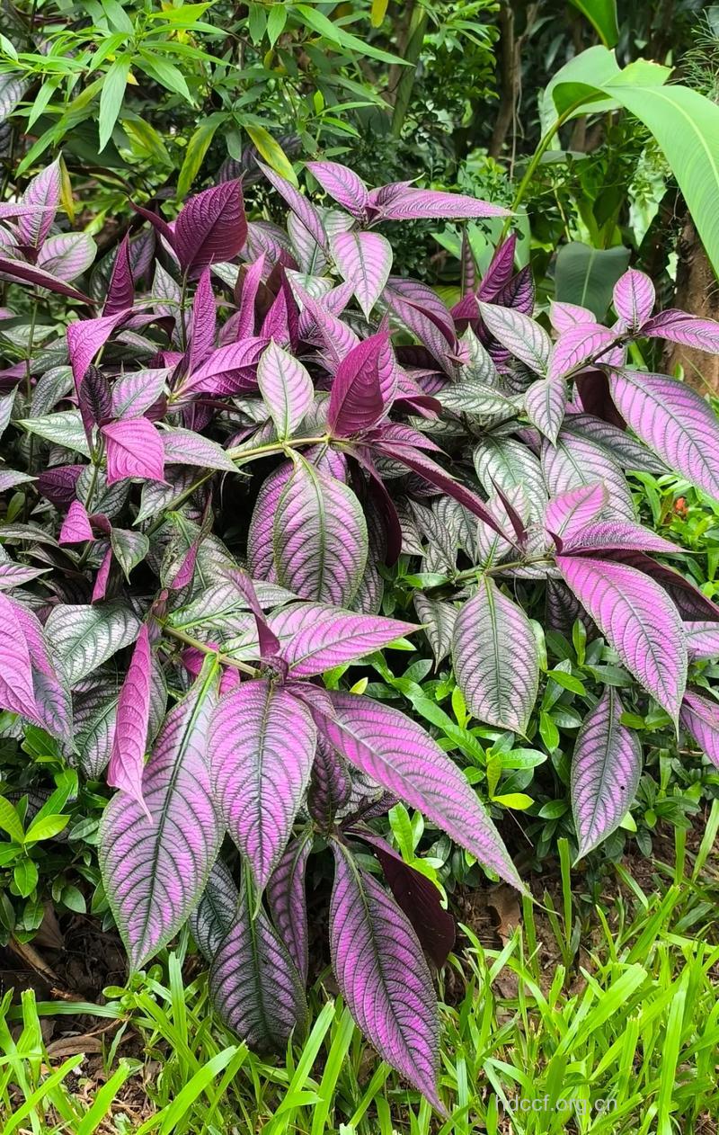 红背马蓝的功效与作用