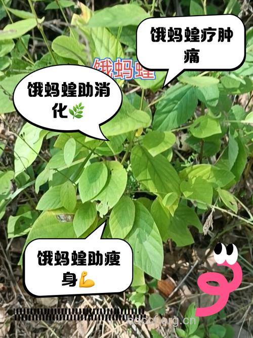 饿蚂蝗的功效与作用