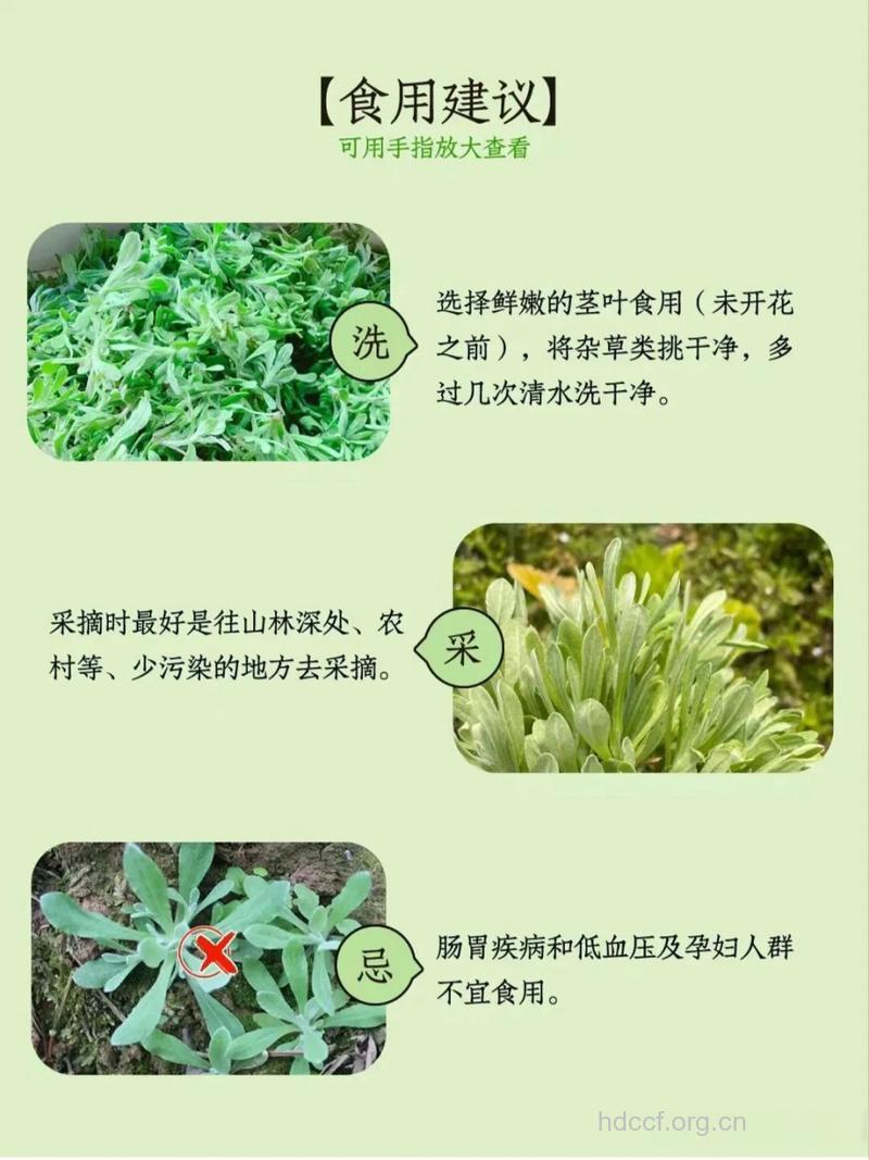 咳嗽草的功效与作用