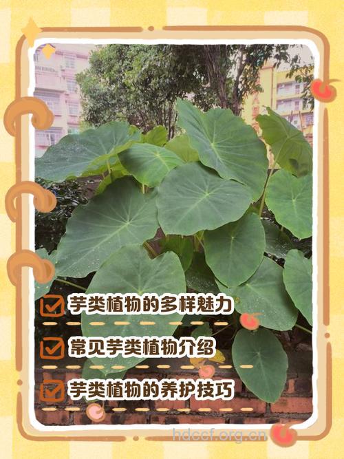 独角芋的功效与作用